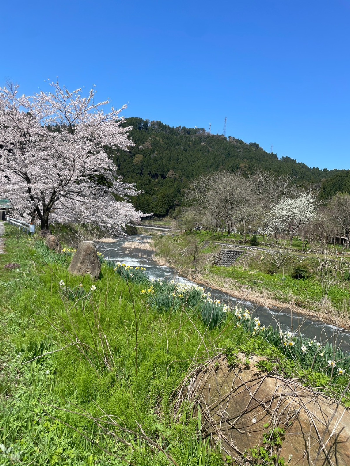 春の笹川。桜と水仙が咲く清流と、富山県朝日町の里山の風景